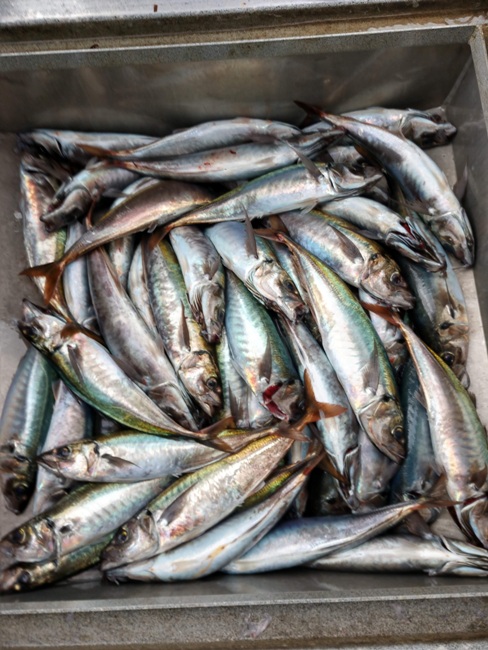 Mackerel Fishing Charter Photo Gallery